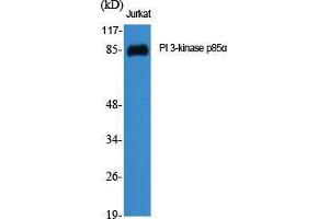 Western Blot (WB) analysis of specific cells using PI 3-kinase p85alpha Polyclonal Antibody.