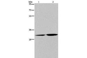 Western Blot analysis of HT-29 cell and Human placenta tissue using DNASE1L3 Polyclonal Antibody at dilution of 1:450 (DNASE1L3 antibody)