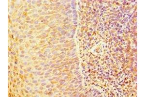 Immunohistochemistry of paraffin-embedded human tonsil tissue using ABIN7144328 at dilution of 1:100