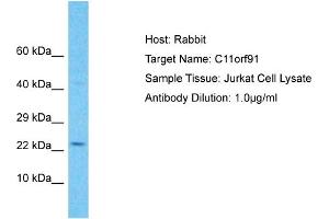 Host: Rabbit Target Name: C11orf91 Sample Type: Jurkat Whole Cell lysates Antibody Dilution: 1. (C11orf91 antibody  (C-Term))