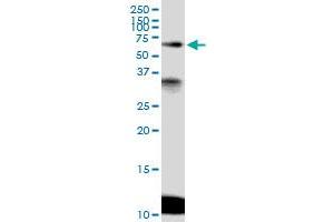 Immunoprecipitation of MCRS1 transfected lysate using anti-MCRS1 MaxPab rabbit polyclonal antibody and Protein A Magnetic Bead , and immunoblotted with MCRS1 purified MaxPab mouse polyclonal antibody (B01P) . (MCRS1 antibody  (AA 1-462))