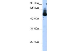 WB Suggested Anti-TRIM21 Antibody Titration:  1. (TRIM21 antibody  (N-Term))