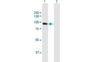 Western Blot analysis of SH3KBP1 expression in transfected 293T cell line by SH3KBP1 MaxPab polyclonal antibody. (SH3KBP1 antibody  (AA 1-665))