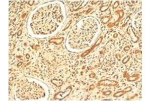 AP31712PU-N VPS41 antibody staining of paraffin embedded Human Kidney at 4 µg/ml. (VPS41 antibody  (Internal Region))