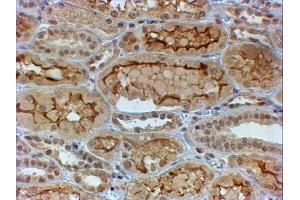 ABIN4902585 (4µg/ml) staining of paraffin embedded Human Kidney. (COL4a3 antibody)
