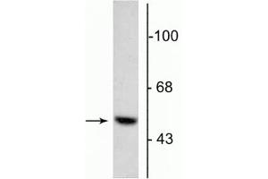 Western blot of 5 µg of bovine adrenal medulla lysate showing specific immunolabeling of the ~55 kDa DOPA decarboxylase protein.