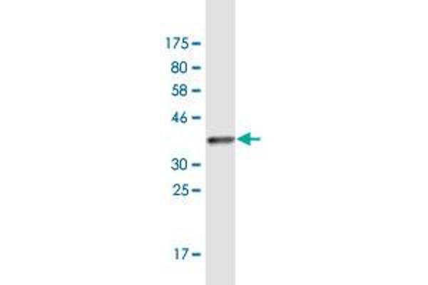 MOCS2 antibody  (AA 1-88)