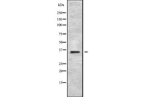 Western blot analysis of MAGA2 using 293 whole cell lysates