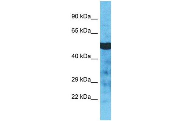 TUBA3D anticorps  (C-Term)
