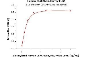 Immobilized Human CEACAM-6, His Tag (ABIN2180870,ABIN2180869) at 10 μg/mL (100 μL/well) can bind Biotinylated Human CEACAM-8, His,Avitag (ABIN5954969,ABIN6253589) with a linear range of 0. (CEACAM6 Protein (AA 35-320) (His tag))