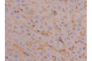 Immunohistochemistry (IHC) image for anti-Fibrinogen beta Chain (FGB) (AA 33-479) antibody (ABIN1174356)