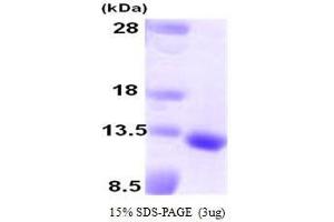 Figure annotation denotes ug of protein loaded and % gel used. (Growth Differentiation Factor 10 (GDF10) (AA 369-478) Peptide)