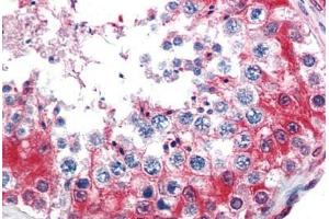 Human Testis (formalin-fixed, paraffin-embedded) stained with GAPDH antibody ABIN337259 at 5 ug/ml followed by biotinylated goat anti-rabbit IgG secondary antibody ABIN481713, alkaline phosphatase-streptavidin and chromogen. (GAPDH antibody  (AA 73-87))