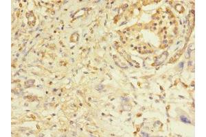 Immunohistochemistry of paraffin-embedded human pancreatic tissue using ABIN7162515 at dilution of 1:100 (PILRA antibody  (AA 22-226))
