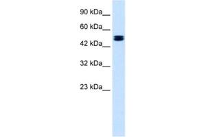 Western Blotting (WB) image for anti-Chloride Channel, Voltage-Sensitive 6 (CLCN6) antibody (ABIN2461129) (CLCN6 antibody)