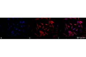 Immunocytochemistry/Immunofluorescence analysis using Rabbit Anti-Hsp90 Polyclonal Antibody . (HSP90 antibody  (Atto 390))
