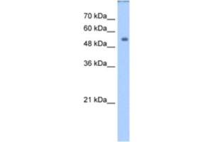Western Blotting (WB) image for anti-Dihydropyrimidinase (DPYS) antibody (ABIN2462415) (DPYS antibody)