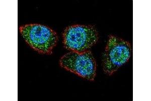 Confocal immunofluorescent analysis of Aurora-A antibody with HeLa cells followed by Alexa Fluor 488-conjugated goat anti-rabbit lgG (green). (Aurora A antibody  (AA 364-392))