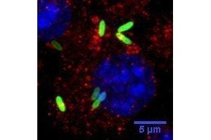 Image kindly submitted by M. (ATG4B antibody  (AA 85-200))