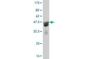 Western Blot detection against Immunogen (37. (LEF1 antibody  (AA 33-138))