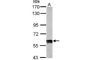 WB Image Sample (50 ug of whole cell lysate) A: mouse liver 7. (SUOX antibody)