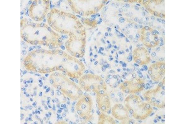 NAT8B antibody