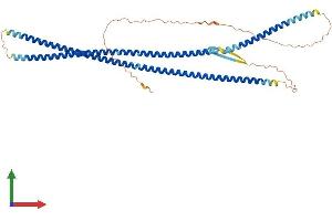 AlphaFold protein structure predicition of Human Recombinant DES Protein, UniprotID P17661 (Desmin Protein (DES) (AA 1-470) (His tag))