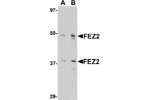 Western Blotting (WB) image for anti-Fasciculation and Elongation Protein zeta 2 (Zygin II) (FEZ2) (Middle Region) antibody (ABIN1030932) (FEZ2 antibody  (Middle Region))
