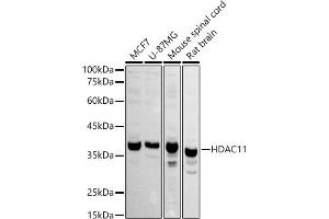 Western blot analysis of extracts of various cell lines, using HD antibody (ABIN6128008, ABIN6141659, ABIN6141660 and ABIN6221742) at 1:1000 dilution. (HDAC11 antibody  (AA 270-347))