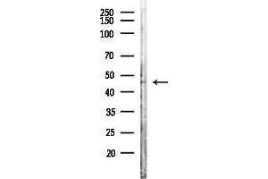 anti-STE20-Related Kinase Adaptor alpha (STRADA) (Internal Region) antibody