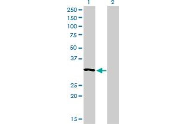 Ribonuclease H1 antibody  (AA 189-286)