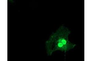 Anti-LSM1 mouse monoclonal antibody (ABIN2454738) immunofluorescent staining of COS7 cells transiently transfected by pCMV6-ENTRY LSM1 (RC200288). (LSM1 antibody)