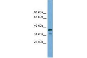 Image no. 1 for anti-Potassium Channel Tetramerisation Domain Containing 21 (KCTD21) (AA 143-192) antibody (ABIN6745065) (KCTD21 antibody  (AA 143-192))