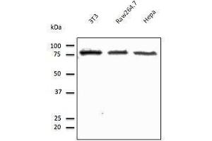 Anti-beta. (Calnexin antibody  (C-Term))