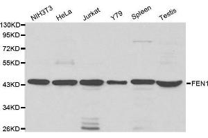 Western blot analysis of extracts of various cell lines, using FEN1 antibody. (FEN1 antibody  (AA 50-380))