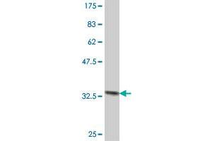 Western Blot detection against Immunogen (34. (HBQ1 antibody  (AA 1-78))