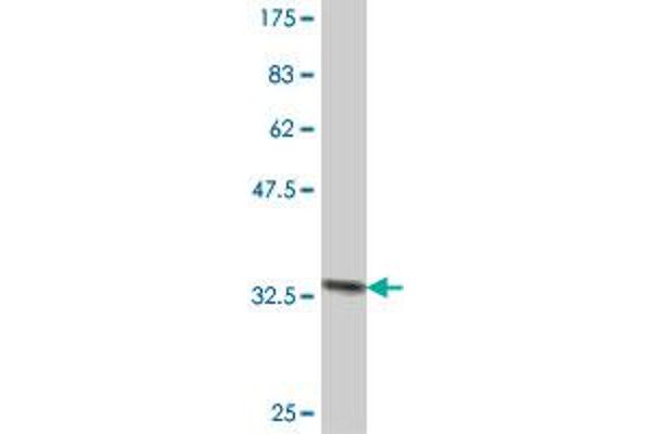 HBQ1 antibody  (AA 1-78)