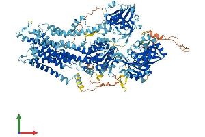AlphaFold protein structure predicition of Mouse Recombinant Atp8b2 Protein, UniprotID P98199 (ATP8B2 Protein (AA 1-1209) (His tag))
