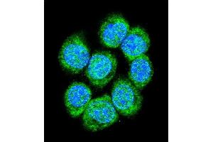 Confocal immunofluorescent analysis of CTNB1 Antibody (C-term) (ABIN655178 and ABIN2844795) with 293 cell followed by Alexa Fluor 488-conjugated goat anti-rabbit lgG (green).