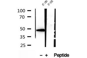 SMCR7L antibody  (Internal Region)