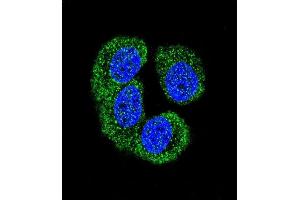 Confocal immunofluorescent analysis of NLK- Antibody (Center) (ABIN652357 and ABIN2841643) with MCF-7 cell followed by Alexa Fluor 488-conjugated goat anti-rabbit lgG (green). (Nemo-Like Kinase antibody  (AA 275-300))