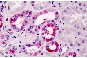 ABIN334506 (5µg/ml) staining of paraffin embedded Human Kidney.