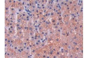 Immunohistochemistry (IHC) image for anti-Lysosomal-Associated Membrane Protein 2 (LAMP2) (AA 191-362) antibody (ABIN7437248)