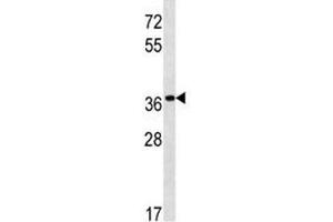 PGA5 antibody western blot analysis in NCI-H292 lysate. (PGA5 antibody  (AA 354-383))