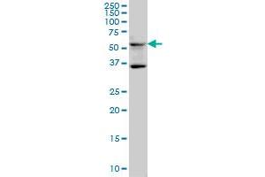 STAU2 monoclonal antibody (M01), clone 5C5 Western Blot analysis of STAU2 expression in IMR-32 . (Double-stranded RNA-binding protein Staufen homolog 2 (STAU2) (AA 2-90) antibody)