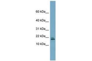 Image no. 1 for anti-Chromosome 3 Open Reading Frame 24 (C3orf24) (AA 71-120) antibody (ABIN6743735) (C3orf24 antibody  (AA 71-120))