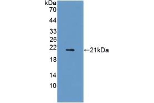 Adiponectin Receptor 2 antibody  (AA 1-147)