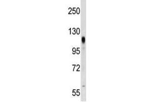 PROM2 antibody western blot analysis in NCI-H292 lysate. (Prominin 2 antibody  (AA 440-466))