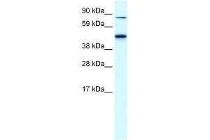 EPB42 antibody used at 0.