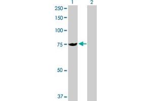 slc25a13 antibody  (AA 1-675)